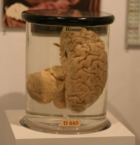 cerebro-babbage